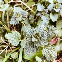 Lamium amplexicaule (Henbit)