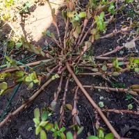 Portulaca oleracea (Common Portulaca)