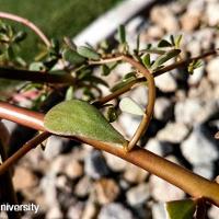 Portulaca oleracea (Common Portulaca)