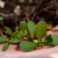 Portulaca oleracea (Common Portulaca)