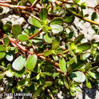 Portulaca oleracea (Common Portulaca)