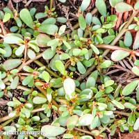 Portulaca oleracea (Common Portulaca)