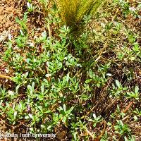 Portulaca oleracea (Common Portulaca)