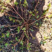 Portulaca oleracea (Common Portulaca)