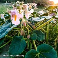 Proboscidea louisianica (Devil's-Claw)