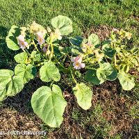 Proboscidea louisianica (Devil's-Claw)