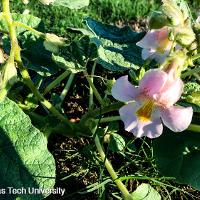 Proboscidea louisianica (Devil's-Claw)