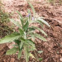 Solanum elaeagnifolium (Silverleaf Nightshade)