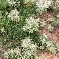 Solanum elaeagnifolium (Silverleaf Nightshade)