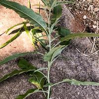 Solanum elaeagnifolium (Silverleaf Nightshade)