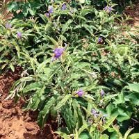 Solanum elaeagnifolium (Silverleaf Nightshade)