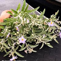 Solanum elaeagnifolium (Silverleaf Nightshade)
