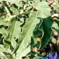 Solanum elaeagnifolium (Silverleaf Nightshade)