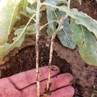 Solanum elaeagnifolium (Silverleaf Nightshade)
