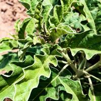 Solanum elaeagnifolium (Silverleaf Nightshade)
