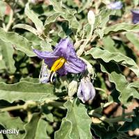 Solanum elaeagnifolium (Silverleaf Nightshade)