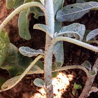 Solanum elaeagnifolium (Silverleaf Nightshade)