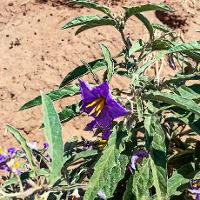 Solanum elaeagnifolium (Silverleaf Nightshade)