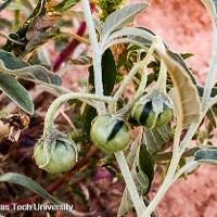 Solanum elaeagnifolium (Silverleaf Nightshade)