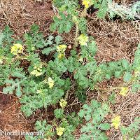Solanum rostratum (Buffalobur)