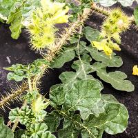 Solanum rostratum (Buffalobur)