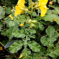 Solanum rostratum (Buffalobur)