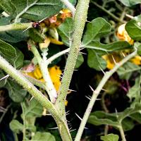 Solanum rostratum (Buffalobur)
