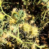Solanum rostratum (Buffalobur)
