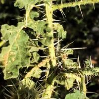 Solanum rostratum (Buffalobur)