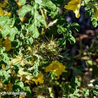 Solanum rostratum (Buffalobur)