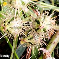 Solanum rostratum (Buffalobur)