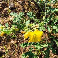 Solanum rostratum (Buffalobur)