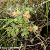Solanum rostratum (Buffalobur)