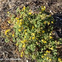Solanum rostratum (Buffalobur)