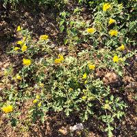 Solanum rostratum (Buffalobur)
