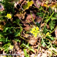 Sysymbrium irio (London Rocket)
