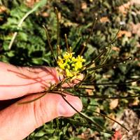 Sysymbrium irio (London Rocket)