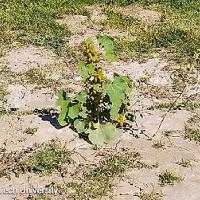 Xanthium strumarium (Common Cocklebur)