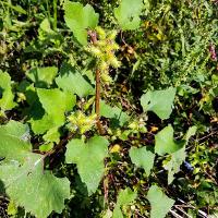 Xanthium strumarium (Common Cocklebur)