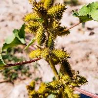 Xanthium strumarium (Common Cocklebur)