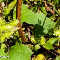 Xanthium strumarium (Common Cocklebur)