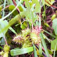 Xanthium strumarium (Common Cocklebur)