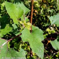 Xanthium strumarium (Common Cocklebur)
