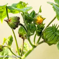 Abutilon theophrasti (Velvetleaf)