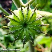 Abutilon theophrasti (Velvetleaf)