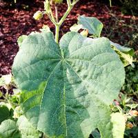 Abutilon theophrasti (Velvetleaf)