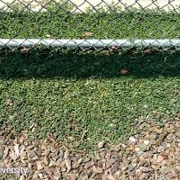 Chamaesyce humistrata (Prostrate Spurge)