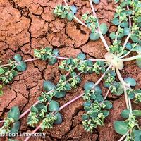 Chamaesyce humistrata (Prostrate Spurge)
