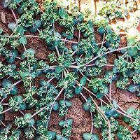Chamaesyce humistrata (Prostrate Spurge)