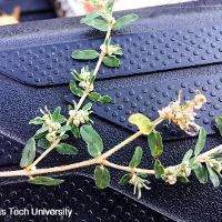 Chamaesyce humistrata (Prostrate Spurge)